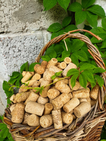 There are wine corks in an old wicker basket. Grapes entwine a basket with wine corks.の写真素材