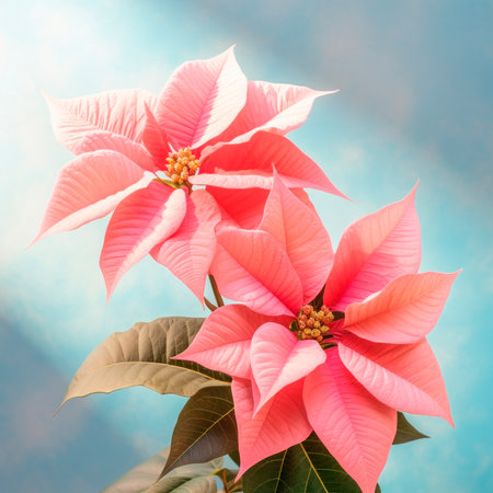 Christmas background with pink poinsettia. The Christmas star. Minimalism.の素材
