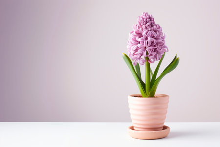 Hyacinth flower in a clay pot.の素材