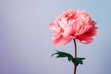 A peony flower on a background with a copyspace.の素材