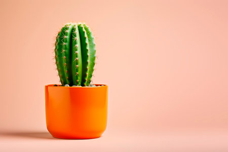 Cacti in clay pots. Minimalism.の素材
