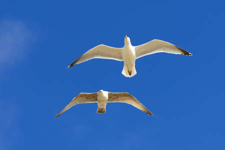 Seagull in flightの写真素材