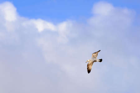Seagull in fligthの写真素材
