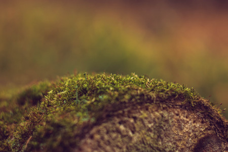 moss on tree with blur background