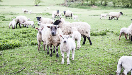 Curious flock of grazing sheep with lambs in green field