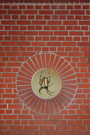 Spiderの写真素材