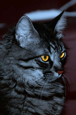 maine coon cat