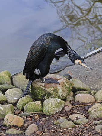 Cormorantの写真素材