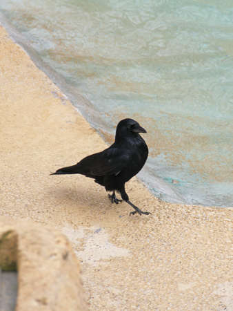 Raven