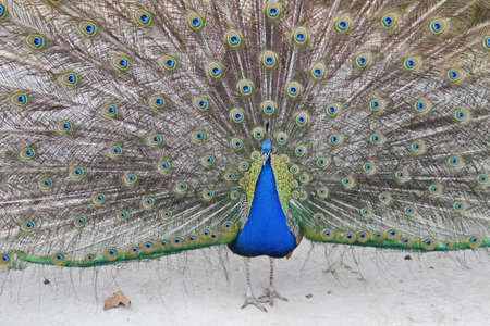 Peacockの写真素材