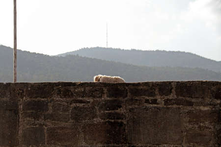 puppyの写真素材