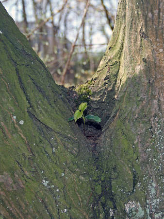 young plant