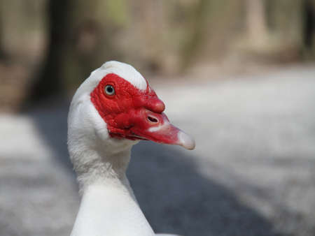 Wart-duckの写真素材
