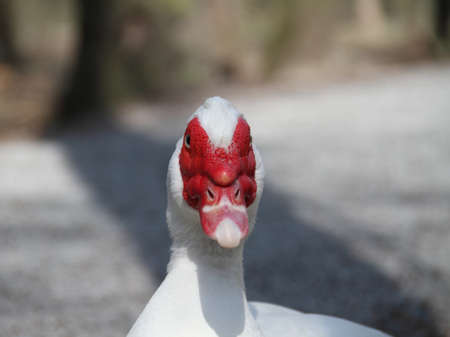 Wart-duck