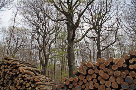 Forestry