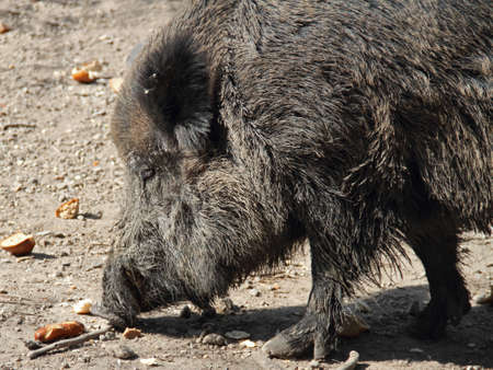 wild pigの写真素材