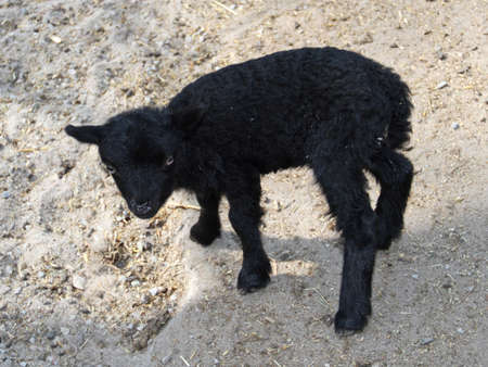 black sheepの写真素材
