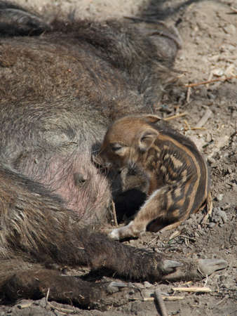 boar