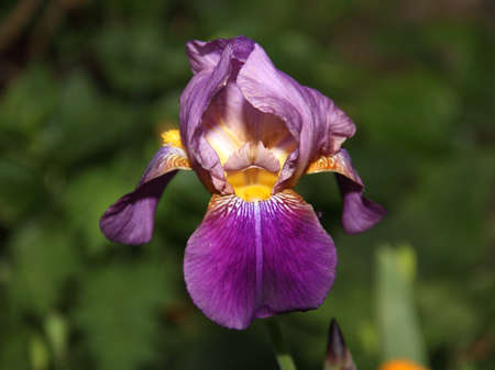 lily flower