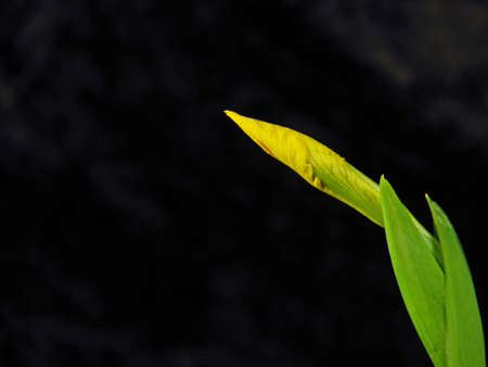 Yellow Lilyの写真素材