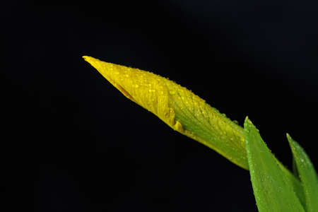 Yellow Lilyの写真素材