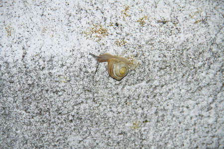 housing snailの写真素材