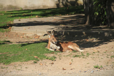 Kangarooの写真素材