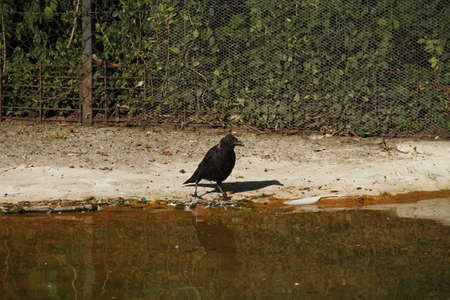 walkin ravenの写真素材