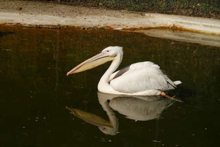 pink pelicanの写真素材