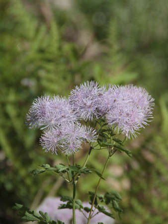 meadow rueの写真素材