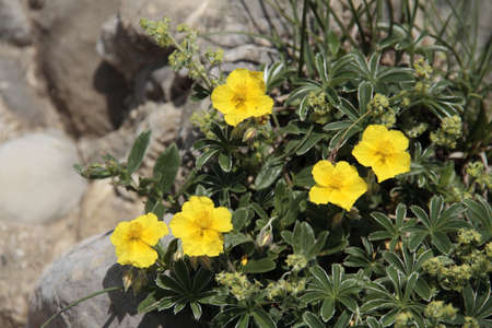 sunflower floretsの写真素材
