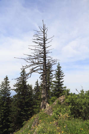 dead wood