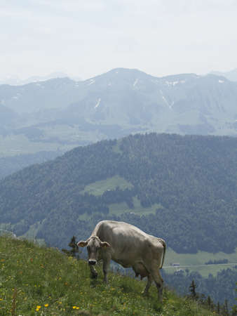 Pasture cattle in Allgäu regionの写真素材