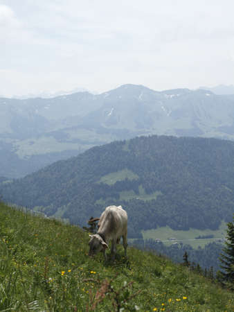 Pasture cattle in Allgäu regionの写真素材