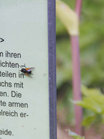 Dipteraの写真素材