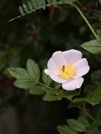 Dog Rose and floating flyの写真素材