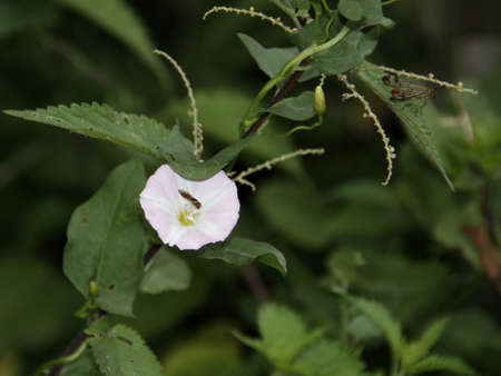 bindweed and insects