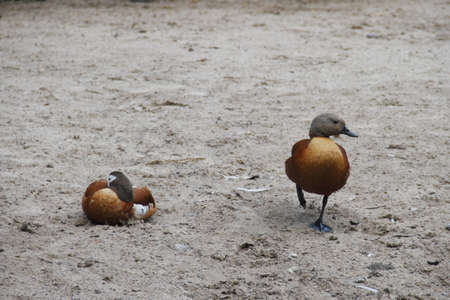 duck coupleの写真素材