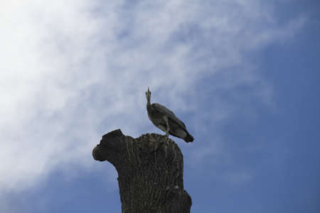 American Heron
