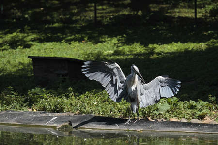 American Heronの写真素材