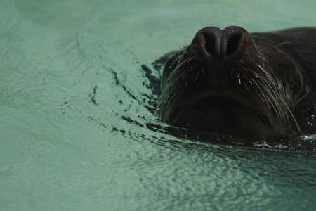 mane sealの写真素材