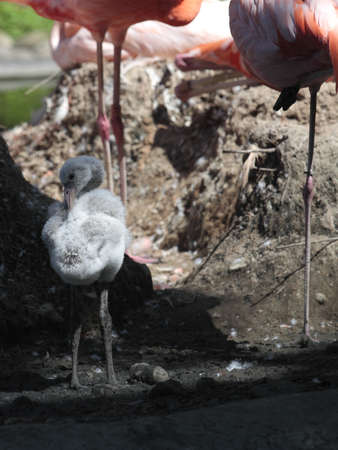 Young flamingoの写真素材