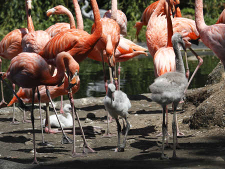 flamingo outdoorの写真素材