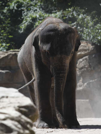 Indian elephantの写真素材