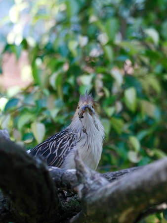Giura-cuckoo