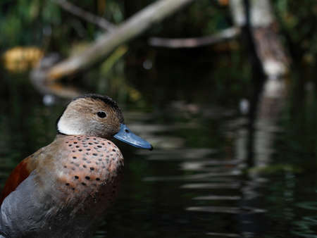 color duckの写真素材