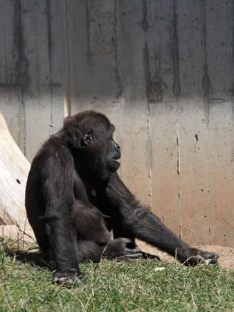 Gorilla
