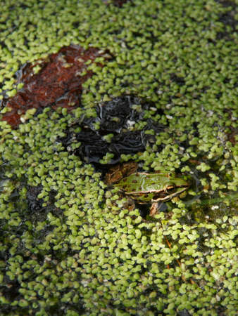 Frog in the pond