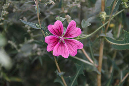 Cranesbillの写真素材
