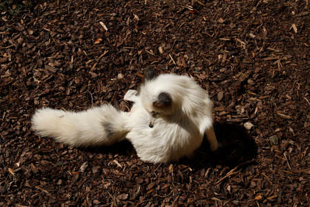 Polar foxの写真素材